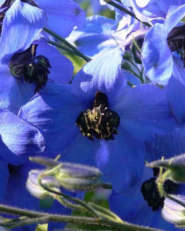 Delphinium Finsteraarhorn - Fleurs vivaces - Delphinium Finsteraarhorn