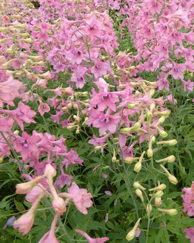 Delphinium Pink Sensation - Fleurs vivaces - Delphinium ruysii Pink Sensation
