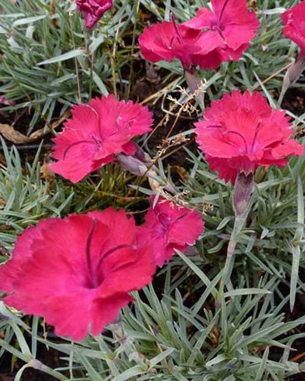 Oeillet de la Pentecôte Badenia - jardins - Dianthus gratianopolitanus Badenia