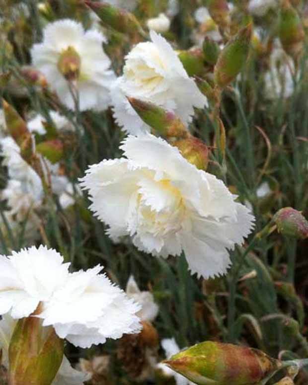 Oeillet mignardise Haytor White - jardins - DIANTHUS PLUMARIUS HAYTOR WHITE
