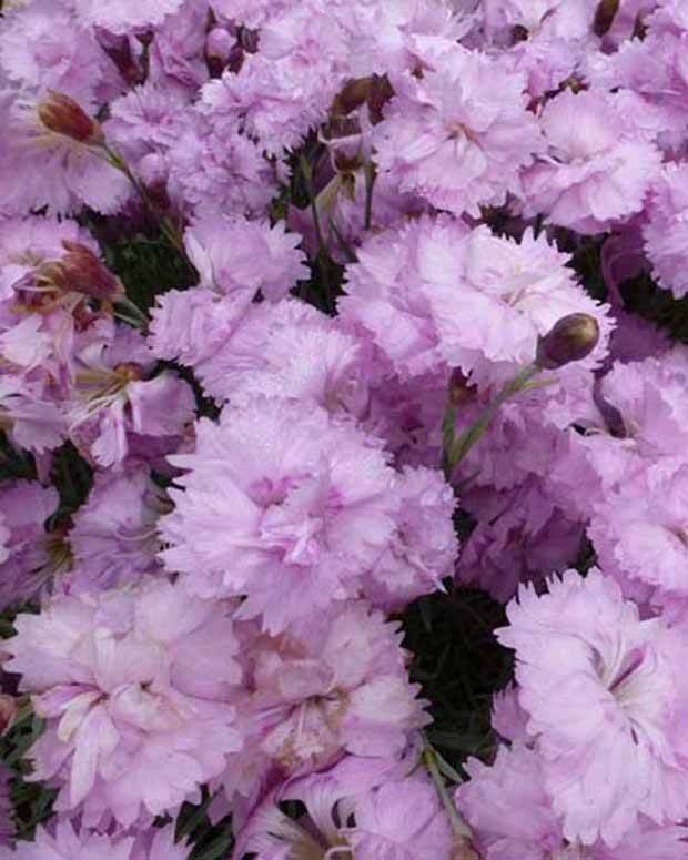 3 Oeillets mignardise Pike s Pink - jardins - Dianthus ( Plumarius Group ) Pikes Pink