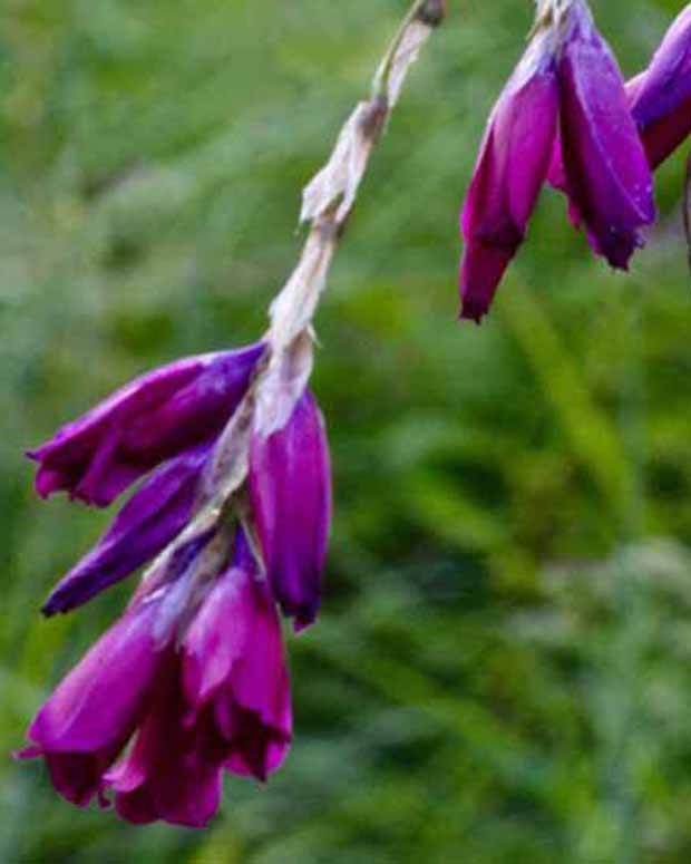 Canne à pêche des anges Dark Cerise - Fleurs vivaces - Dierama pulcherrimum Dark Cerise