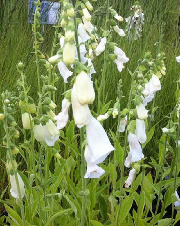 Digitale blanche - Fleurs vivaces - DIGITALIS PURPUREA ALBA