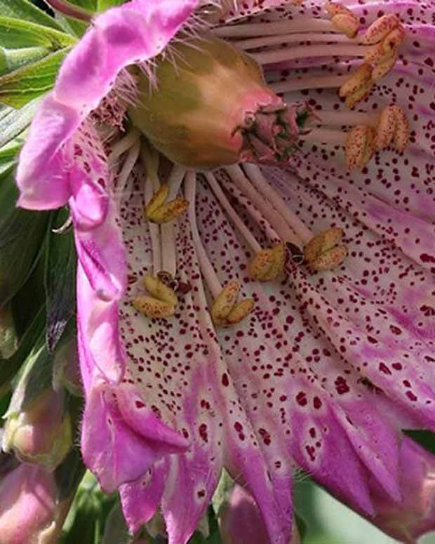 Digitale pourpre Monstrosa - Fleurs vivaces - Digitalis purpurea Monstrosa