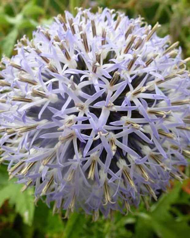 Boule azurée Taplow Blue - Chardon boule - Fleurs vivaces - Echinops bannaticus Taplow Blue