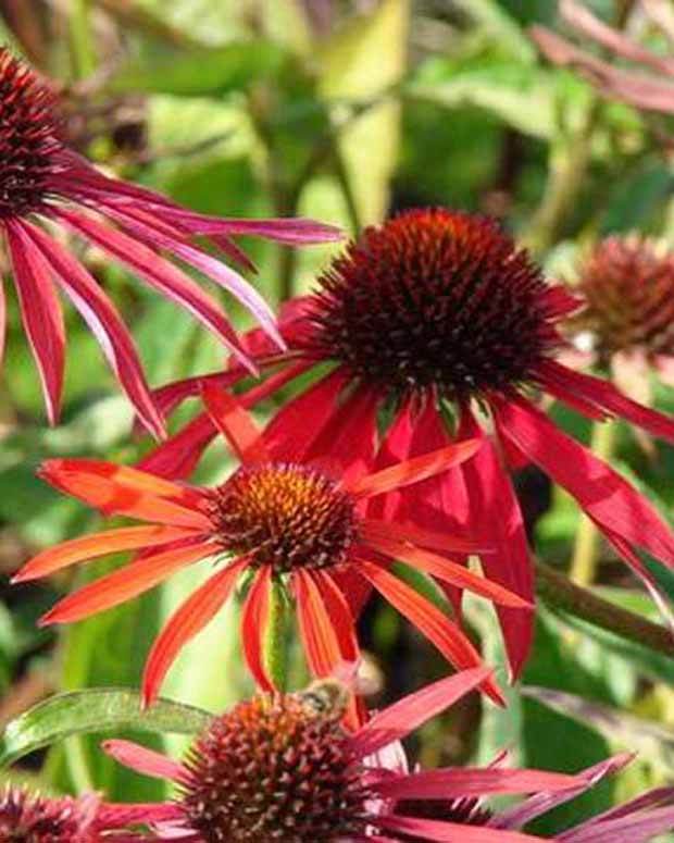 Rudbeckia pourpre Hot Summer - Echinacea - Fleurs vivaces - Echinacea purpurea Hot Summer