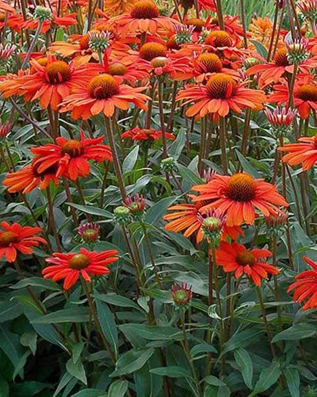 Echinacée Kismet Intense Orange - Fleurs vivaces - Echinacea x TNECHKIO KISMET™ INTENSE ORANGE ( KISMET™ series )