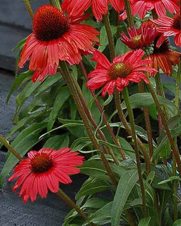 Echinacée Kismet Red - Fleurs vivaces - Echinacea x TNECHKRD KISMET™ RED ( KISMET™ series )