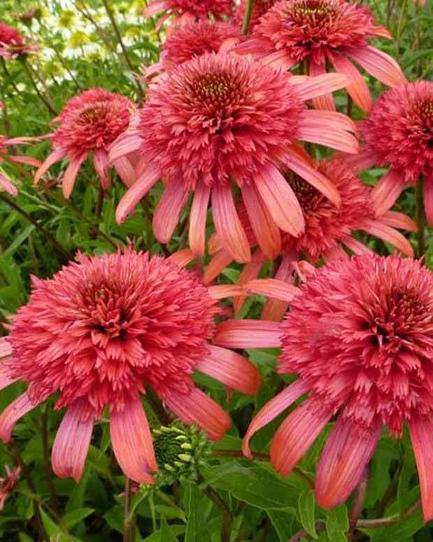 Echinacée Secret Passion - Fleurs vivaces - Echinacea Secret Passion