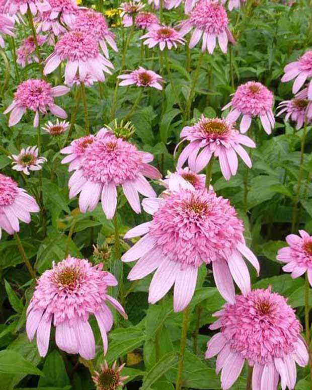 Rudbeckia pourpre Secret Romance - Echinacea - Fleurs vivaces - Echinacea purpurea Secret Romance