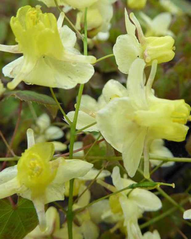 Epimedium pubigerum colchicum - Fleurs vivaces - Epimedium pinnatum subsp. colchicum