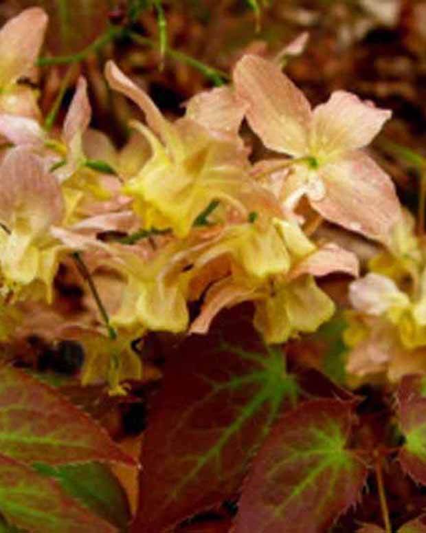 Fleur des elfes Cupreum - Fleurs vivaces - Epimedium x versicolor Cupreum