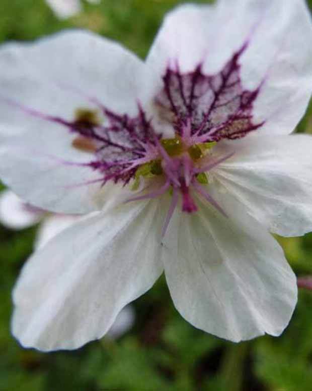 Bec-de-grue tacheté - Fleurs vivaces - Erodium guttatum