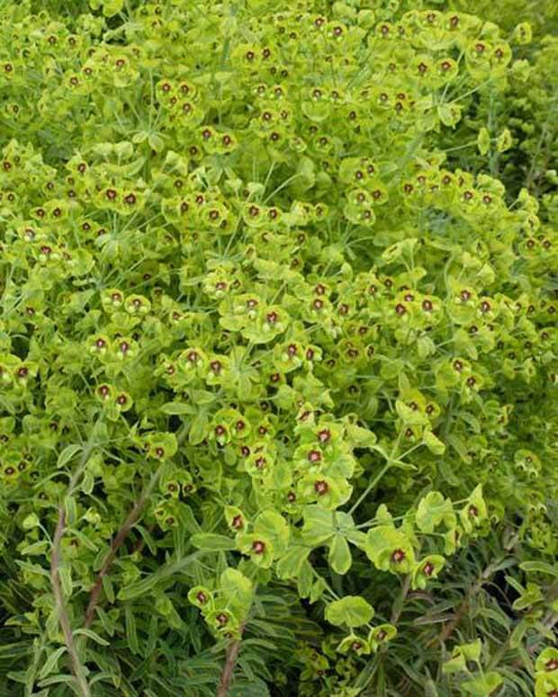 Euphorbe Copton Ash - Fleurs vivaces - Euphorbia Copton Ash
