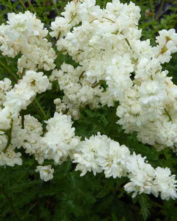 Spirée filipendule à fleurs doubles - Filipendule - Filipendula vulgaris Multiplex