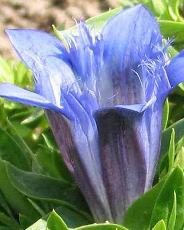 Gentiane dété - Fleurs vivaces - Gentiana septemfida