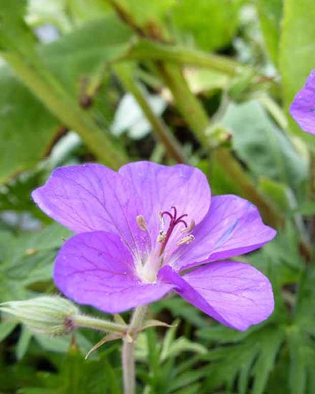 Géranium vivace clarkei Kashmir Purple - Géraniums vivaces - GERANIUM CLARKEI KASHMIR PURPLE