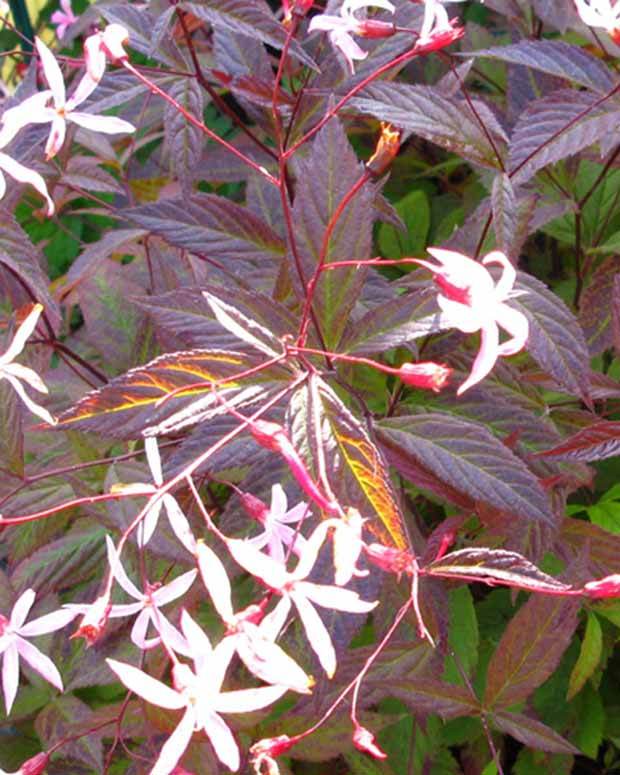 Spirée à trois feuilles Pink Profusion - Fleurs vivaces - Gillenia trifoliata Pink Profusion