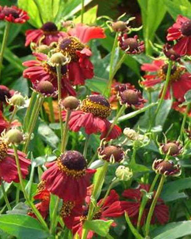 Hélénie Red Jewel - Fleurs vivaces - Helenium Red Jewel