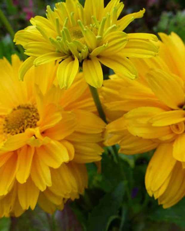 3 Héliopside fausse hélianthe Summer Sun - jardins - Heliopsis helianthoides Summer Sun