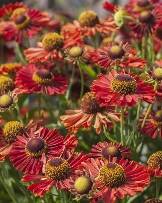 Hélénie Ranchera - Fleurs vivaces - Helenium autumnale Ranchera ( MARIACHI series )