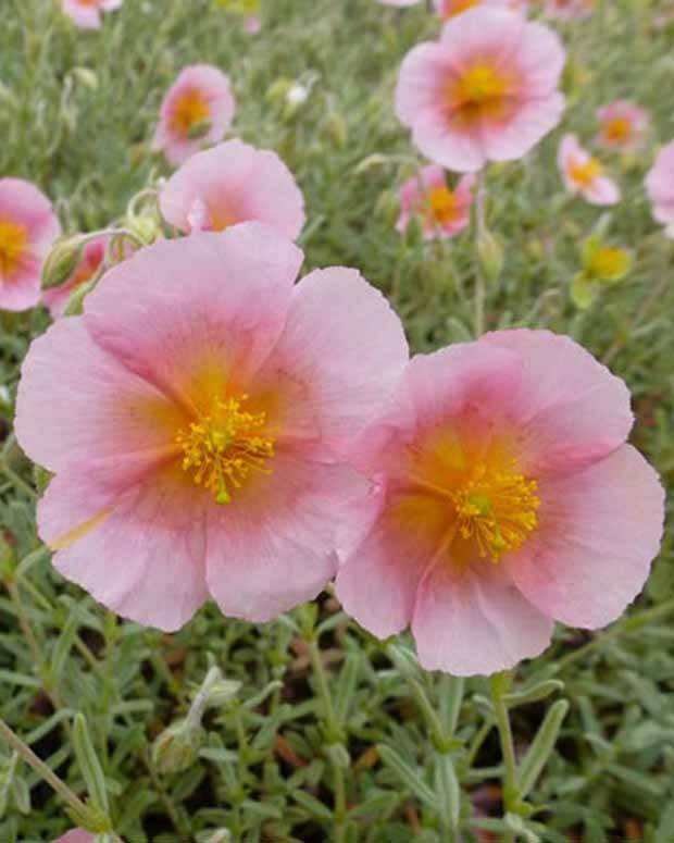 Hélianthème Rhodanthe Carneum - Fleurs vivaces - Helianthemum Rhodanthe Carneum