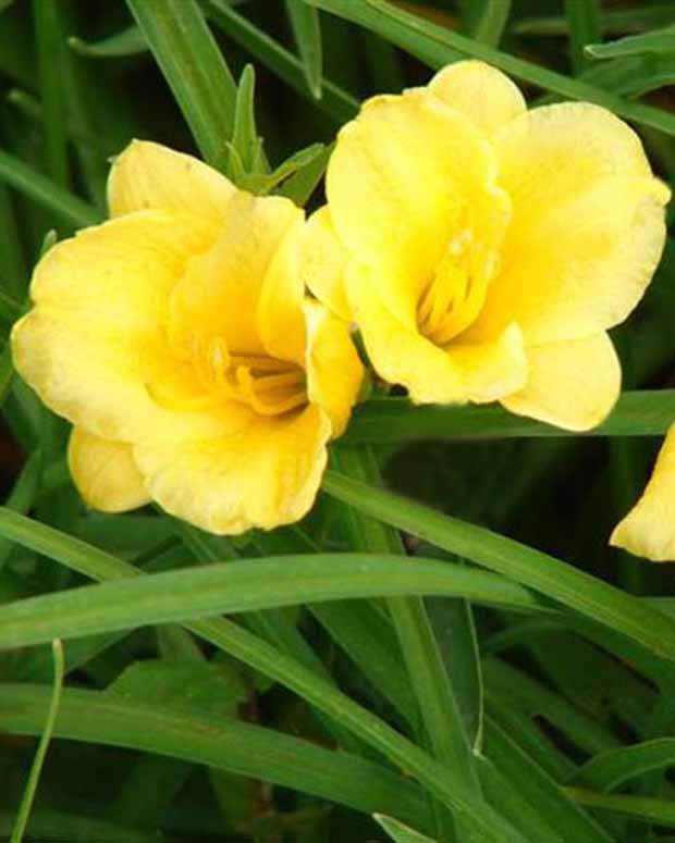 Hémérocalle citrine Lys d un jour jaune - Fleurs vivaces - Hemerocallis citrina
