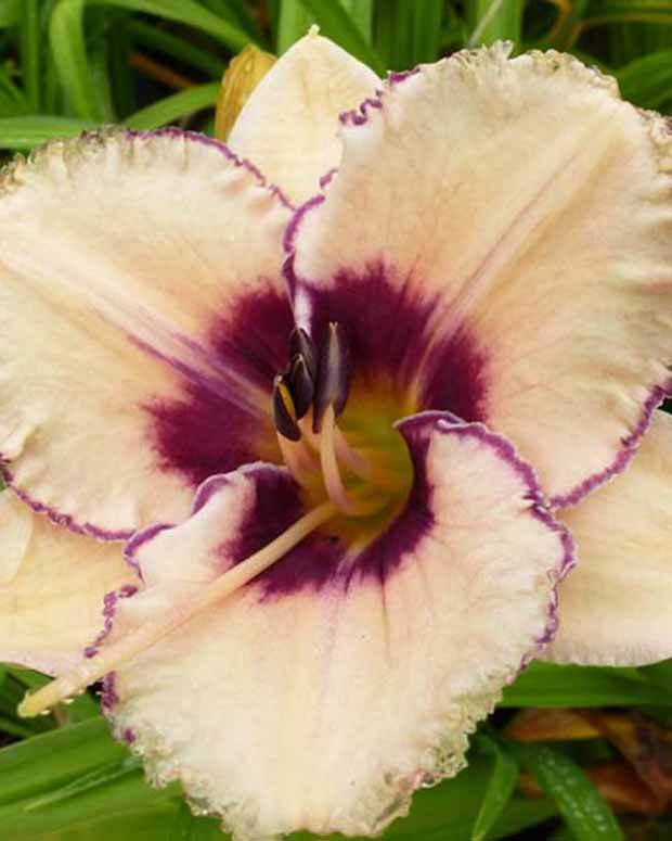 Hémérocalle Alaqua - Fleurs vivaces - Hemerocallis Alaqua