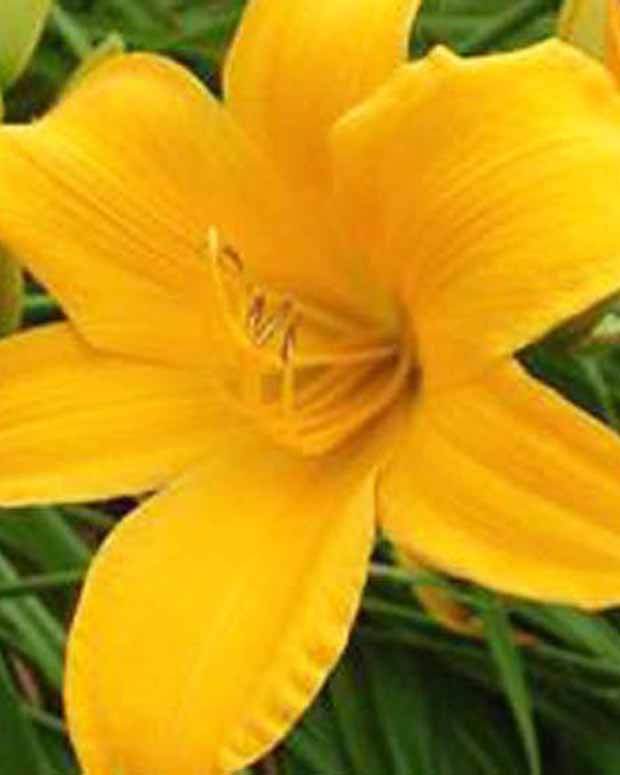 Hémérocalle Aten Lys d un jour - Fleurs vivaces - Hemerocallis Aten