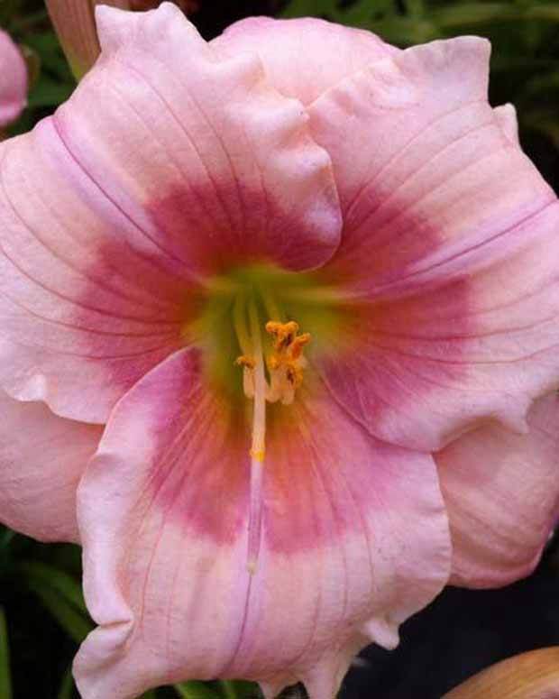 Hémérocalle Janice Brown Lys d un jour - Fleurs vivaces - Hemerocallis Janice Brown