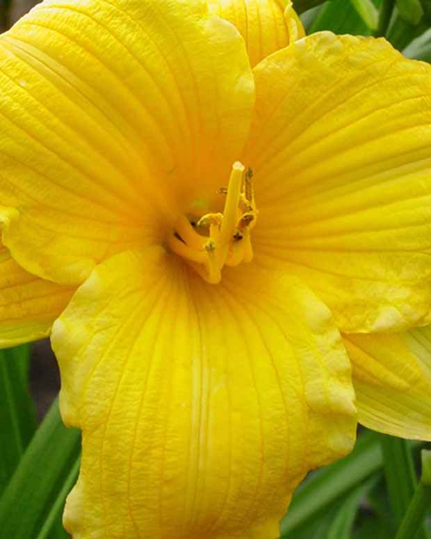 Hémérocalle Texas Sunlight - Fleurs vivaces - Hemerocallis Texas Sunlight