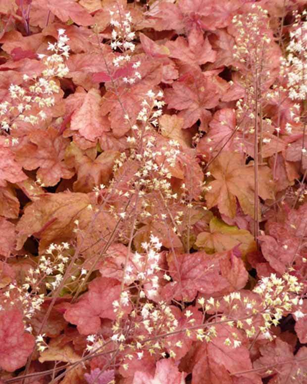 Heucherella Redstone Falls - Heuchères - HEUCHERELLA HYBRIDE REDSTONE FALLS