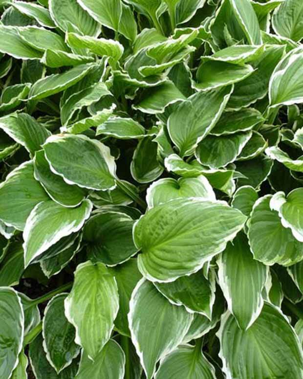 Hosta à feuilles ondulées Funkia undulata Marginata - Hosta - Hosta Undulata Albomarginata
