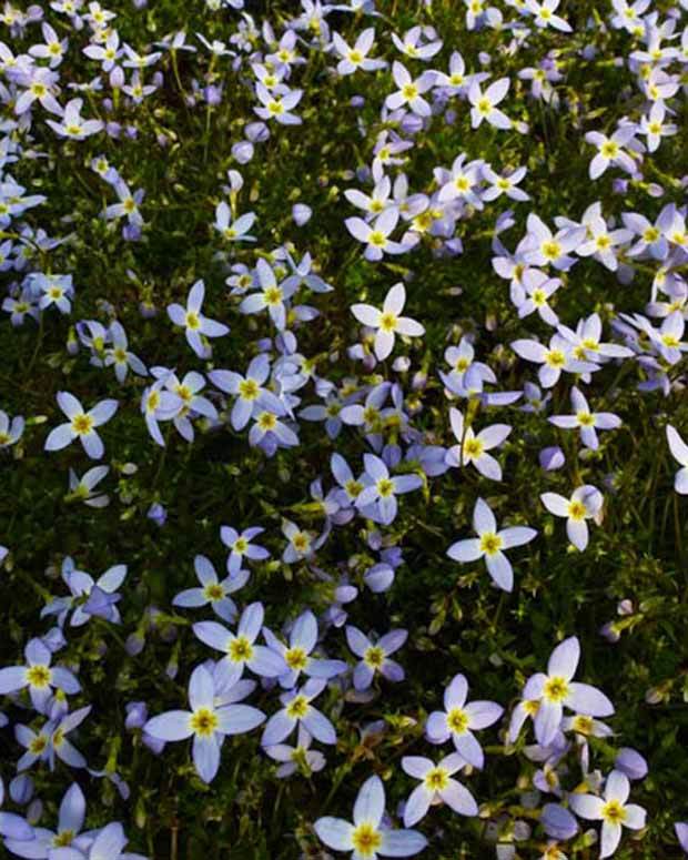 3 Houstonies bleues Millard s Variety - jardins - Houstonia caerulea Millards Variety