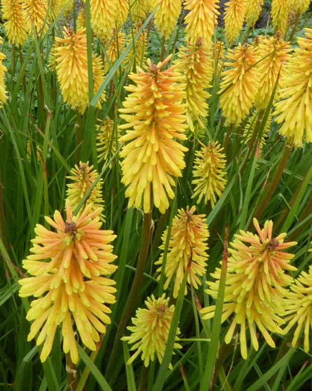 Tritoma Wrexham Buttercup - Fleurs vivaces - Kniphofia Wrexham Buttercup