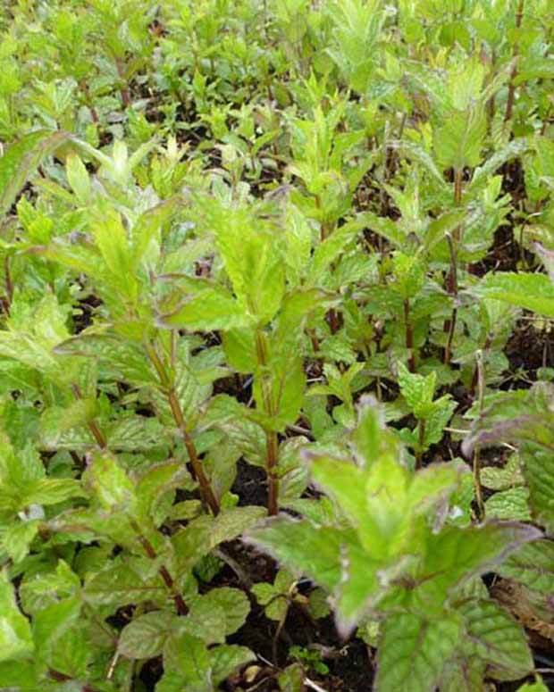 Menthe verte frisée - jardins - Mentha spicata crispa