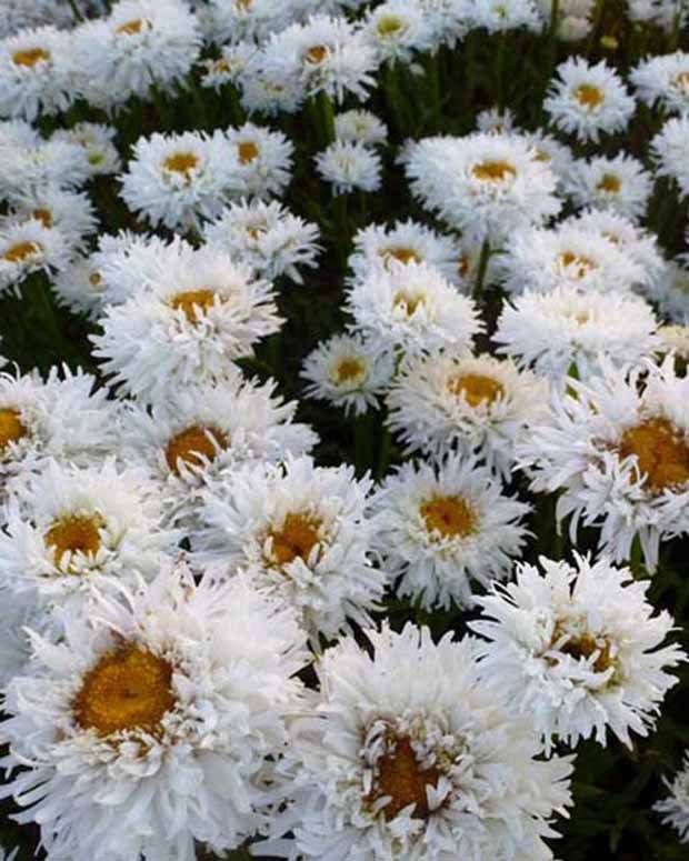 Marguerite d été Engelina Leucanthème Engelina - Fleurs vivaces - Leucanthemum x superbum Engelina