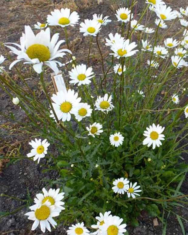 3 Marguerites communes - Fleurs vivaces - LEUCANTHEMUM VULGARE