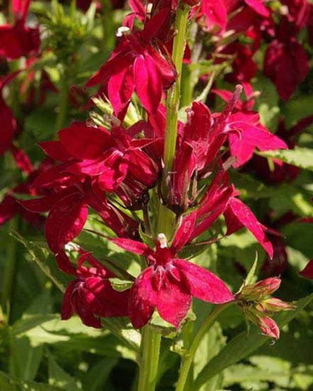 Lobélia speciosa Fan burgondy - Fleurs vivaces - LOBELIA SPECIOSA FAN BURGUNDY