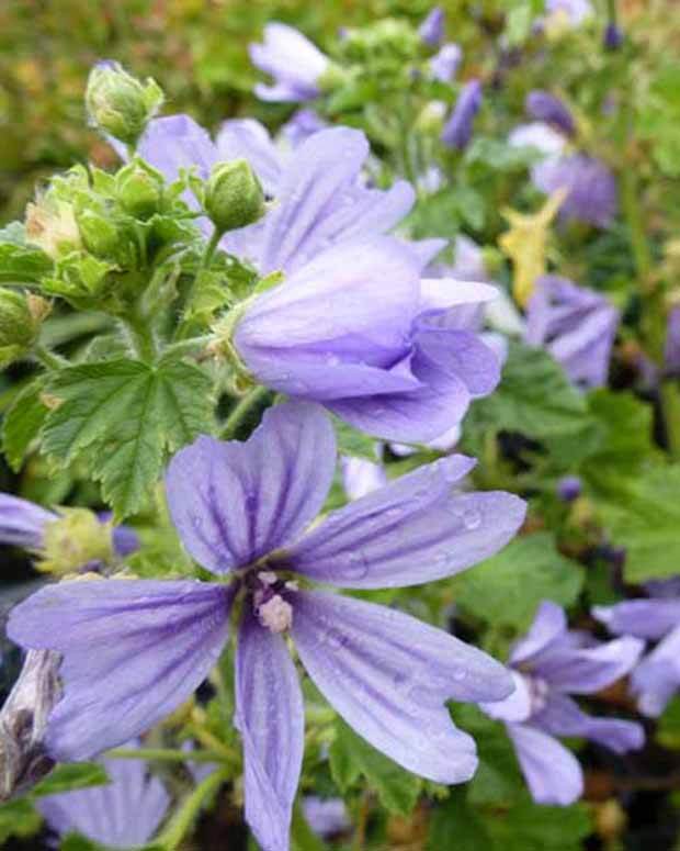 Mauve d Alger - Fleurs vivaces - MALVA SYLVESTRIS PRIMLEY BLUE
