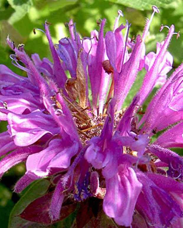 Monarde fistuleuse Tétraploïde Fausse-bergamote quadruplée - Fleurs vivaces - Monarda fistulosa f. tetraploid