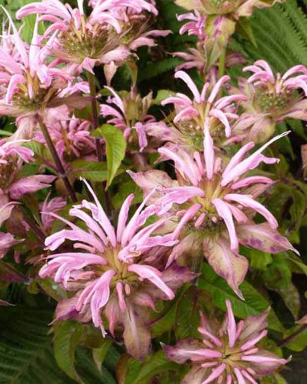 Monarde Croftway Pink - Fleurs vivaces - Monarda Croftway Pink
