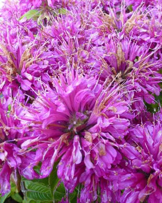 Monarde Pardon me purple - Fleurs vivaces - Monarda didyma Pardon My Purple ( Pardon My serie