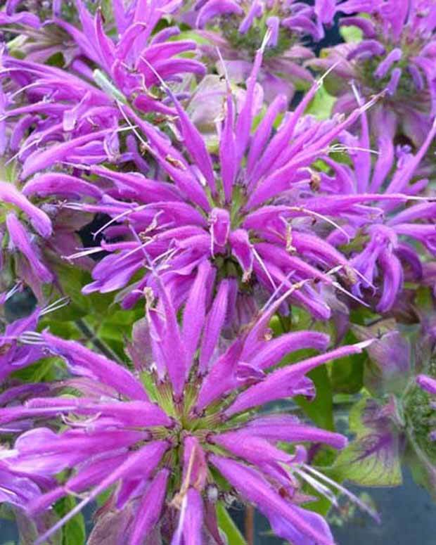 Monarde Prärienacht - Fleurs vivaces - Monarda Prärienacht