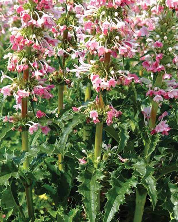 Morina longifolia - Fleurs vivaces - MORINA LONGIFOLIA