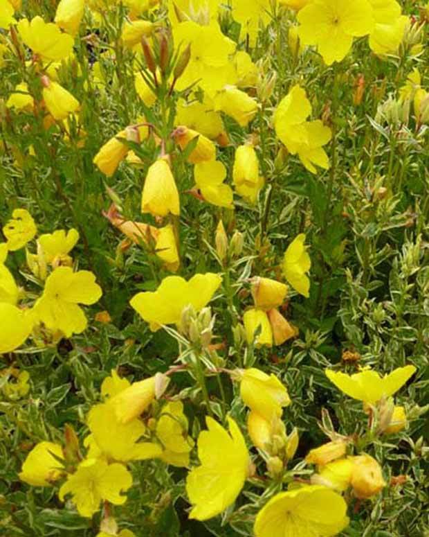 Onagre Silberblatt Onagre à feuilles argentées - Fleurs vivaces - Oenothera fruticosa Silberblatt