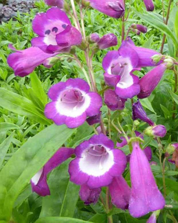 Galane Purple Passion - Penstemon - Fleurs vivaces - Penstemon Purple Passion