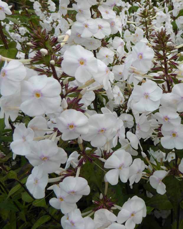 Phlox maculé Schneelawine - Fleurs vivaces - Phlox maculata Schneelawine