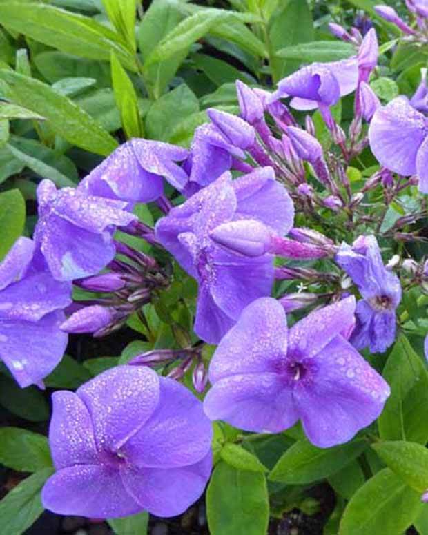 Phlox paniculé Purple Flame - Fleurs vivaces - Phlox Barfourteen PURPLE FLAME