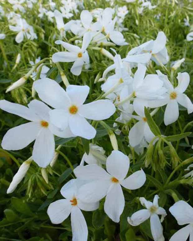 3 Phlox à stolons Alba Phlox stolonifère blanc - Fleurs vivaces - Phlox stolonifera Alba